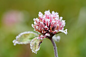 Nahaufnahme von Rotklee (Trifolium pratense) in Wiese im Winter, Oberpfalz, Bayern, Deutschland