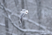Portrait einer Lachmöwe (Chroicocephalus ridibundus) beim Flug durch einen Schneesturm im Winter, Deutschland