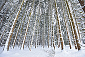 Verschneite Fichtenwaldlandschaft (Picea abies) im Winter, Oberpfalz, Bayern, Deutschland