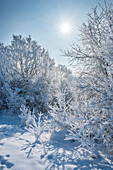 Snowy Landscape of Bushes and Trees on Sunny Day in Winter, Upper Palatinate, Bavaria, Germany