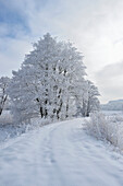 Landschaft mit verschneitem Weg neben erfrorenen Erlen (Alnus glutinosa) im Winter, Oberpfalz, Bayern, Deutschland