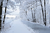 Landschaft mit verschneitem Weg am zugefrorenen Bach und Erlen (Alnus glutinosa) im Winter, Oberpfalz, Bayern, Deutschland