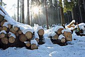 Landschaft mit gefällten Bäumen im Fichtenwald (Picea abies) an einem sonnigen Tag im Winter, Oberpfalz, Bayern, Deutschland