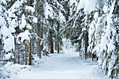 Landschaft mit Weg durch verschneiten Fichtenwald (Picea abies) im Winter, Oberpfalz, Bayern, Deutschland