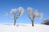 Frozen Fruit Trees on Sunny Day in Winter, Upper Palatinate, Bavaria, Germany