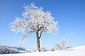 Landschaft mit gefrorenem Obstbaum an einem sonnigen Tag im Winter, Oberpfalz, Bayern, Deutschland