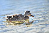 Close-up of a mallard (Anas platyrhynchos) on Lake Grundlsee in winter, Styria, Austria