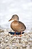 Nahaufnahme einer Stockente (Anas platyrhynchos) am Grundlsee im Winter, Steiermark, Österreich