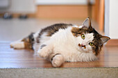 Close-up of a domestic cat (Felis catus or Felis silvestris catus) lying down on floor in a house, Austria