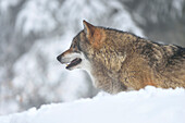 Close-up portrait of a European grey wolf (canis lupus) in winter, Bavarian Forest, Bavaria, Germany