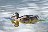 Nahaufnahme einer Stockente (Anas platyrhynchos) beim Schwimmen im Grundlsee im Winter, Steiermark, Österreich