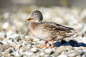 Close-up portrait of a mallard duck (Anas platyrhynchos) standing on rocky shore of Lake Grundlsee in winter, Styria, Austria