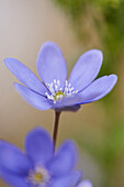Close-up of a Common Hepatica (Anemone hepatica) flowering in spring, Bavaria, Germany