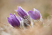 Close-up of a common pasque flower (Pulsatilla vulgaris) flowering in spring, Bavaria, Germany