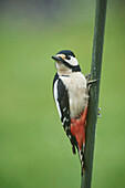 Nahaufnahme eines Buntspechts (Dendrocopos major) auf einem Ast im Vorfrühling, Steiermark, Österreich