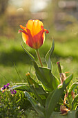 Close-up of Garden Tulip (Tulipa) Blossom in Spring, Bavaria, Germany