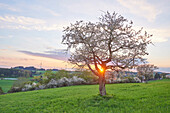 Landscape with Sour Cherry Tree (Prunus cerasus) at Sunset in Spring, Upper Palatinate, Bavaria, Germany