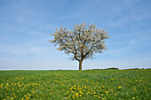 Landscape with Sour Cherry Tree (Prunus cerasus) on Meadow in Spring, Upper Palatinate, Bavaria, Germany