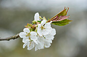 Nahaufnahme von Sauerkirschblüten (Prunus cerasus) im Frühling, Oberpfalz, Bayern, Deutschland