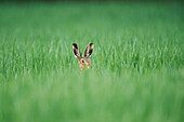 Close-up of European Brown Hare (Lepus europaeus) in Field in Spring, Upper Palatinate, Bavaria, Germany