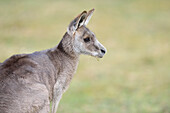 Close-up portarit of an Eastern grey kangaroo (Macropus giganteus) on a meadow in spring, Bavaria, Germany