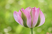 Close-up of a tulip blossom in early summer, Upper Palatinate, Bavaria, Germany