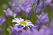 Close-up of a flower meadow with ox-eye daisy (Leucanthemum vulgare) and spreading bellflower (Campanula patula) blossoms in early summer, Upper Palatinate, Bavaria, Germany