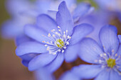 Nahaufnahme von Gemeinem Leberblümchen (Anemone hepatica) im zeitigen Frühjahr, Deutschland