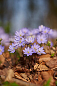 Nahaufnahme von Gemeinem Leberblümchen (Anemone hepatica) auf dem Waldboden im zeitigen Frühjahr, Oberpfalz, Bayern, Deutschland