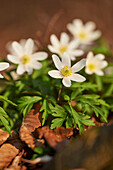 Close-up of wood anemone (Anemone nemorosa) on the forest-floor in early spring, Upper Palatinate, Bavaria, Germany