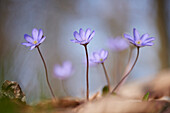 Nahaufnahme von Gemeinem Leberblümchen (Anemone hepatica) auf dem Waldboden im zeitigen Frühjahr, Oberpfalz, Bayern, Deutschland