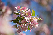 Nahaufnahme von Apfelblüten (Malus domestica) im Frühling, Bayern, Deutschland