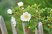 Nahaufnahme von Hundsrose (Rosa canina) Blüten im Frühling, Bayern, Deutschland