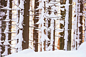 Nahaufnahme von verschneiten Fichtenstämmen (Picea abies) im Wald, Bayerischer Wald, Bayern, Deutschland