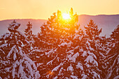 Schneebedeckte Fichten (Picea abies) im Wald bei Sonnenuntergang im Winter, Bayerischer Wald, Bayern, Deutschland