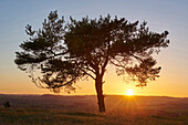 Scenic view of silhouette of Scots pine tree (Pinus sylvestris) at sunset in autumn, Upper Palatinate, Bavaria, Germany