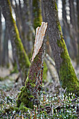 Close-up of Broken Tree Trunk in Spring Snowflake (Leucojum vernum) Covered Forest in Spring, Upper Palatinate, Bavaria, Germany