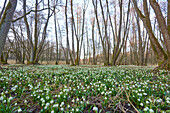 Landschaft mit Frühlingsschneeflocken (Leucojum vernum) Blühend im Sumpf im Frühling, Oberpfalz, Bayern, Deutschland