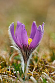 Close-up of Common Pasque Flower (Pulsatilla vulgaris) Blossom in Spring, Bavaria, Germany