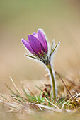 Close-up of Common Pasque Flower (Pulsatilla vulgaris) Blossom in Spring, Bavaria, Germany