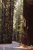 Avenue of Giants, California Redwoods, USA