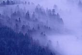 Nebel bedeckt Wald