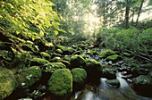 Stream in Forest