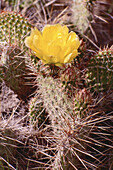 Prickly Pear Bloom