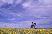 Ölpumpenheber in Rapsfeld, Saskatchewan, Kanada