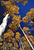 Blick nach oben auf Espenbäume im Herbst Arizona, USA