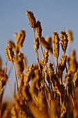 Nahaufnahme von Weizen