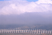 Windturbinen und Nebel Kalifornien, USA