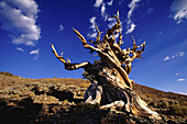 Bristlecone Kiefer, Kalifornien, USA