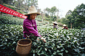 Frau pflückt Tee, Hangzhou, China
